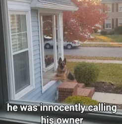 B1805018 Ruthless Owner Evicted His Dog From His House (Part 2)
