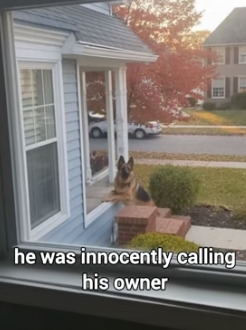 B1805018 Ruthless Owner Evicted His Dog From His House (Part 2)