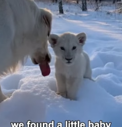B1805014 My Dog Saved a Tiny Lion From Snow (Part 2)