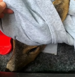 A1605018 Rescuing a deer whose leg was stuck in a metal fence (Part 2)