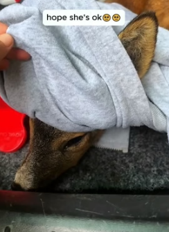 A1605018 Rescuing a deer whose leg was stuck in a metal fence (Part 2)