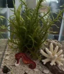 A1605014 My daughter found a mysterious creature at the beach (Part 2)