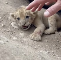 A1605015 I found a tiny lion cub trapped beneath a rock (Part 2)