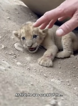 A1605015 I found a tiny lion cub trapped beneath a rock (Part 2)