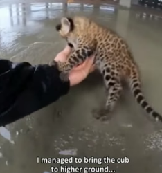 A1605013 I tried to save a mother leopard and her cub trapped in a flooded construction site but (Part 2)