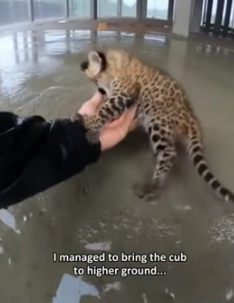 A1605013 I tried to save a mother leopard and her cub trapped in a flooded construction site but (Part 2)
