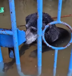H1905003 Rescue dogs (Part 2)