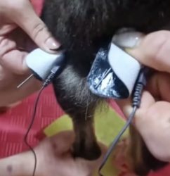 H1905004 Rescue a dog (Part 2)
