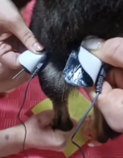 H1905004 Rescue a dog (Part 2)
