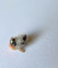 H1905002 I founf a tiny egg and raised it (Part 2)