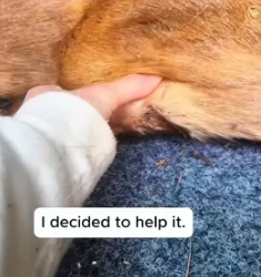 H1905001 I saw a mother deer with a broken leg and saved it (Part 2)