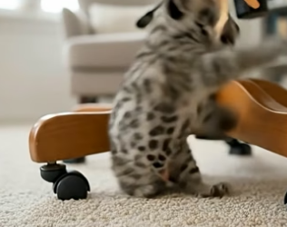 V0205011 Man found a tiny snow leopard cub, rescued it and then (Part 2)