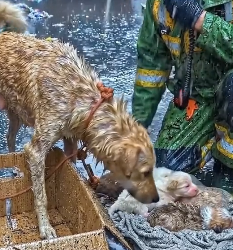 Y1805012 �Abandoned Mama Dog Was Starving Inside A Cardboard Box