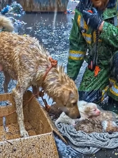Y1805012 �Abandoned Mama Dog Was Starving Inside A Cardboard Box