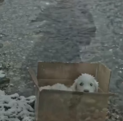 Y1805009 A Mother Retriever’s Unbreakable Love ❤️ _ She Never Gave Up on Her Puppies (Part 2)
