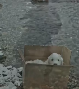Y1805009 A Mother Retriever’s Unbreakable Love ❤️ _ She Never Gave Up on Her Puppies (Part 2)