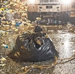 Y1805005 The Owner � Abandoned His Dog Alone in a Pile of Garbage Emotional Rescue (Part 2)
