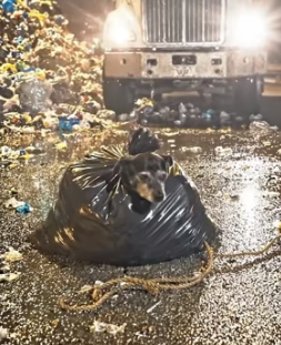 Y1805005 The Owner � Abandoned His Dog Alone in a Pile of Garbage Emotional Rescue (Part 2)