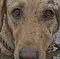 Y1805006 Owner Left � His Dog Tied in the Mud Emotional Rescue (Part 2)