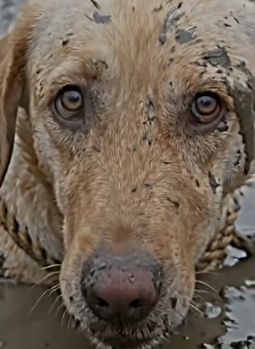 Y1805006 Owner Left � His Dog Tied in the Mud Emotional Rescue (Part 2)