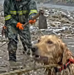 Y1805004 Man Risks � Everything to Save a Dog From a Flooding (Part 2)