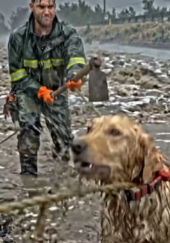 Y1805004 Man Risks � Everything to Save a Dog From a Flooding (Part 2)