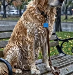 Y1805002 owner Left � this dog in alone in Park emotional rescue (Part 2)