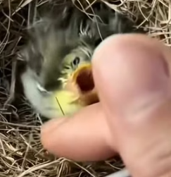 R2005010 Un pequeño rescate que terminó con una gran sorpresa (Part 2)
