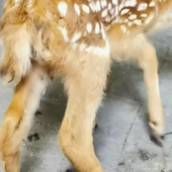 R2005002 A man rescued a fawn (Part 2)