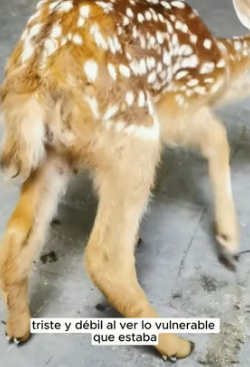 R2005002 A man rescued a fawn (Part 2)