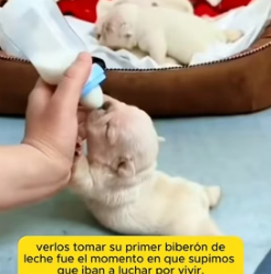R2005012 Cuatro pequeños necesitaban ayuda… mira lo que pasó (Part 2)