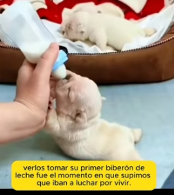 R2005012 Cuatro pequeños necesitaban ayuda… mira lo que pasó (Part 2)