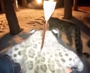 A2005012 Esta Leopardo De Las Nieves Salvó a Su Cría (Part 2)