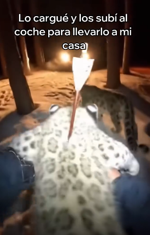 A2005012 Esta Leopardo De Las Nieves Salvó a Su Cría (Part 2)