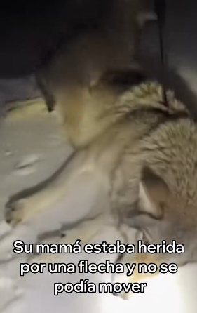A2005008 Este Pequeño Lobo Me Pidió Ayuda y Esto Pasó (Part 2)
