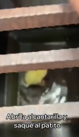 A2005001 Rescaté a Este Patito y Esto Pasó (Part 2)