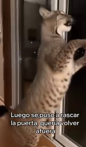 A2005009 Este Lince Salvó a Su Cría (Part 2)