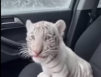 A2005004 Adopté a Este Pequeño Tigre Blanco (Part 2)