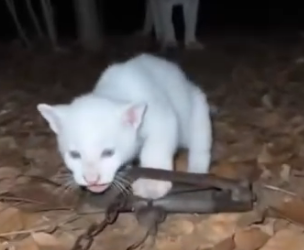 A2005011 Este Puma Albino Salvó a Su Cachorro (Part 2)
