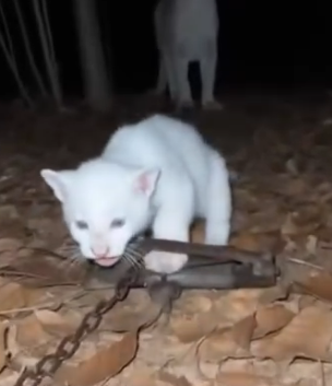 A2005011 Este Puma Albino Salvó a Su Cachorro (Part 2)