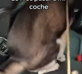 A2005005 Este Perro Se Volvió Mi Mejor Amigo (Part 2)