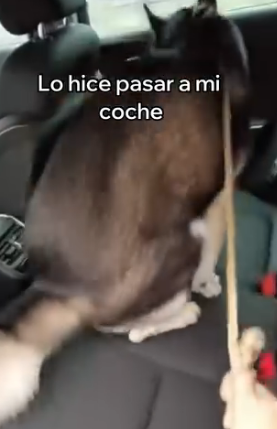 A2005005 Este Perro Se Volvió Mi Mejor Amigo (Part 2)