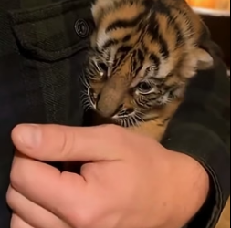 F2005008 The tiger left her cub at my door (Part 2)