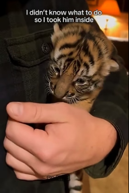 F2005008 The tiger left her cub at my door (Part 2)