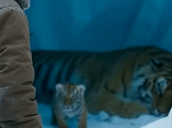 P0305006 I saved a tiger and its cub 🥹😭🙏 (Part 2)