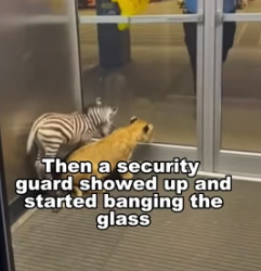 F2005003 An abandoned animal suffers from the same PTSD as a human survivor. Treat them like heroes (part 2)