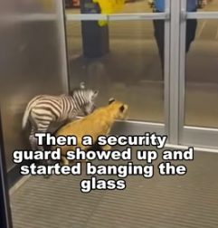 F2005003 An abandoned animal suffers from the same PTSD as a human survivor. Treat them like heroes (part 2)