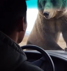 P2005005 Mother Bear Chases Down a Car to Save Her Cub from an Eagle’s Nest (Part 2)