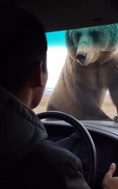 P2005005 Mother Bear Chases Down a Car to Save Her Cub from an Eagle’s Nest (Part 2)