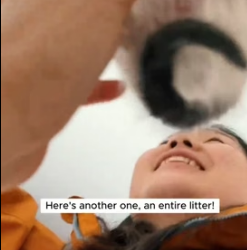 H1905009 Company staff rescue five starving kittens from ceiling (Part 2)